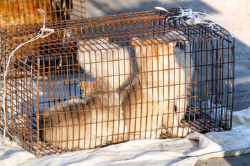A few small dogs, on a sunny day, closed in a cage, are sold in the local market.