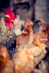 Chickens on the farm. Toned, style, color photo.