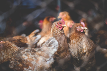 Chickens on the farm. Toned, style, color photo.