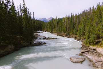 Glacier white river in forest landscape in Rocky mountains in Canada