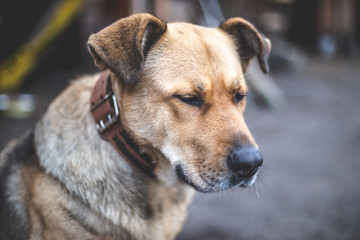 Portrait of a big beautiful dog with a collar on a leash.