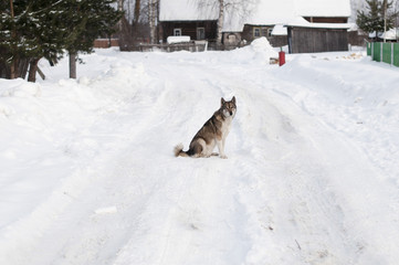 Dog on a country road