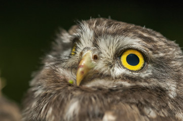 Little owl or Athene noctua perched on branch
