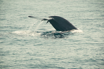 Fototapeta premium Massive dripping whale tail fin in indian ocean. Wildlife nature background. Adventure travel, tourism industry. Mirissa, Sri Lanka. Protection concept. Explore world. Tourist Attraction. Copy space
