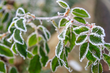 Frosty Leaves