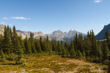 Scenic valley with river in Rocky Mountains in Canada on sunny day