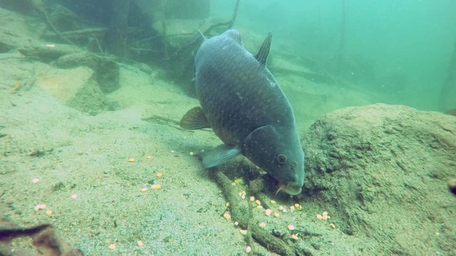 Freshwater fish carp (Cyprinus carpio) in the beautiful clean pound. Underwater footage in the lake. Wild life animal. Feeding carp in the nature habitat with nice background