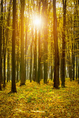 Fototapeta premium Golden autumnal forest with sunbeams