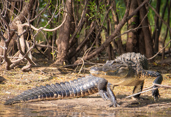 crocodile in the wild