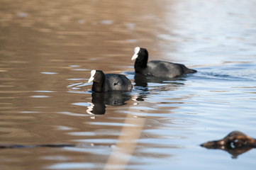 Eurasian Coot, Fulica atra