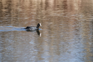 Eurasian Coot, Fulica atra