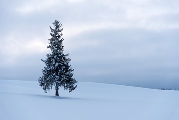 雪原とツリー