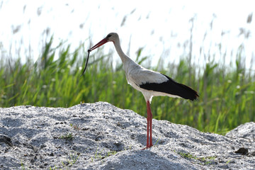 White Stork With a Snake in Beak