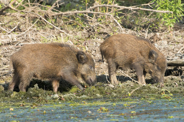 Wild Boar Cubs searching food on water shore
