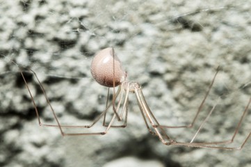 Common house hold Spider, the daddy long leg, or cellar spider, also known as vibrating spider