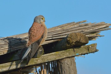 Common Kestrell on a roof, in the Danube Delta