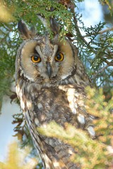 Long Eared Owl on fir tree