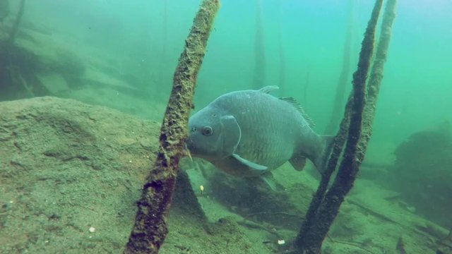 Freshwater fish carp (Cyprinus carpio) in the beautiful clean pound. Underwater footage in the lake. Wild life animal. Feeding carp in the nature habitat with nice background