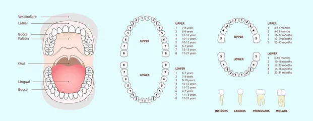 Fotobehang Tandarts Set van menselijke tand &amp  kaak anatomie, locatie van tanden bij mensen - volwassene &amp  kinderen, sjabloon &amp  concept voor tandheelkundige kliniek., vector illustratie set, Ai / EPS 10