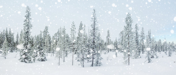 Winter panorama with a snow covered arctic fir trees.