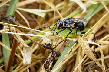 Image of Great Black Wasp (Sphex pensylvanicus) going to eat grasshopper. Insect Animal
