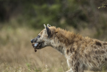 Hyena eating, Africa