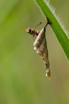 Image of Common Paper Wasp (Ropalidia fasciata) and wasp nest on nature background. Insect. Animal