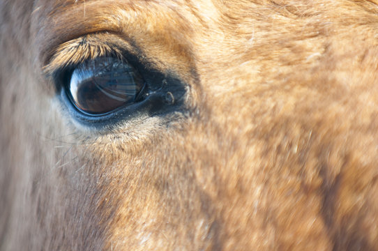 Przewalski horse, Equus ferus przewalski, also known as the Asian wild horse. A close-up photograph of the eye of the horse.