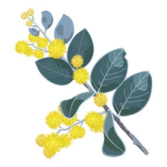 Golden flowering Wattletree Vector Illustration - obrazy, fototapety, plakaty