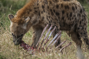 Hyena eating, Africa