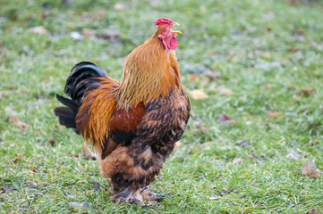 cock flashy breed Brama, grazing on the green lawn
