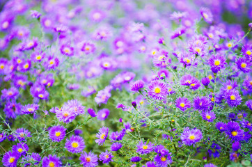 A photo of chrysanthemum flowers in an autumn garden.