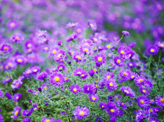 Obraz premium A photo of chrysanthemum flowers in an autumn garden.
