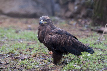 Steppe eagle. At the local zoo.