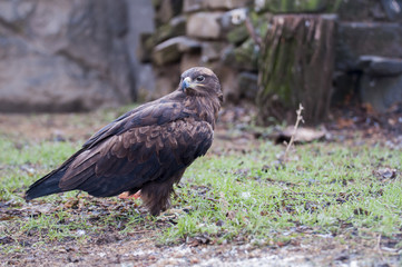Steppe eagle. At the local zoo.