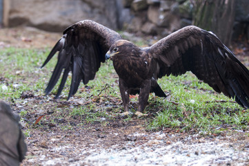 Steppe eagle. At the local zoo.