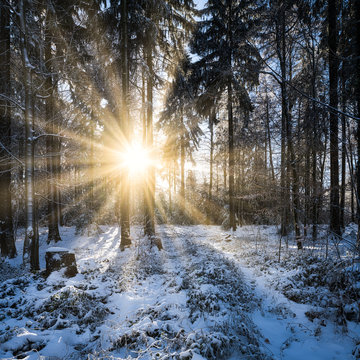 Waldlichtung im Nadelwald im Winter mit Schnee und Sonnenschein