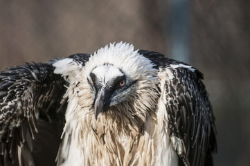 Portrait of a beard vulture
