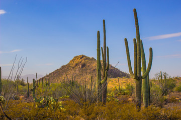 Saguaro Cactus In Arizona Desert