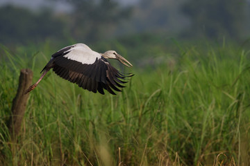 Image of an Asian openbill stork(Anastomus oscitans) flying on the natural background. Bird, Wild Animals.