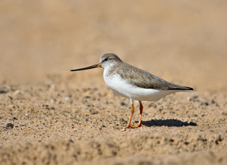 The Terek sandpiper (Xenus cinereus) close-up stands on the sand on a blurred beige background