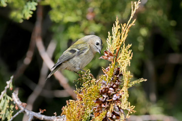 Goldcrest feeds on the branches of the thuja