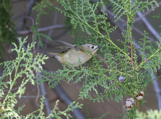 Goldcrest feeds on the branches of the thuja