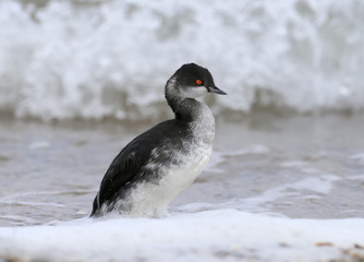 Black-necked grebe in winter plumage stands on the seashore in white foam