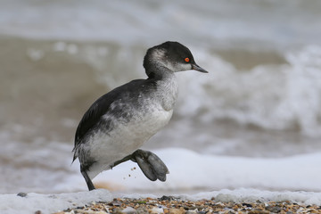 Black-necked grebe in winter plumage walks on the seashore in white foam