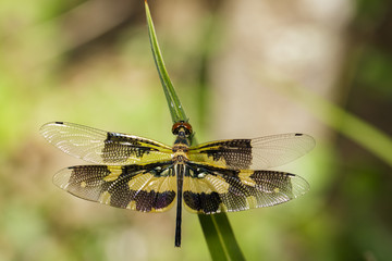 Image of a Variegated Flutterer Dragonfly (Rhyothemis variegata) on nature background. Insect Animal