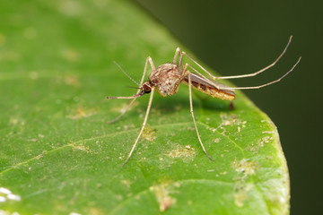 Image of Wild mosquito on green leaves. Insect. Animal