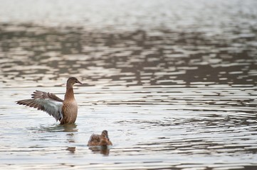 Female Mallard duck with spreading wings