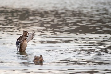Female Mallard duck with spreading wings
