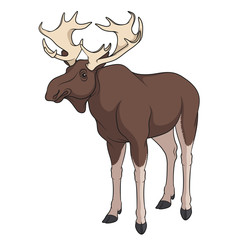 Color image of elk, moose. Isolated vector object on white background.